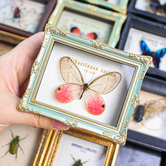 🦋✨ Handmade Real Insect & Butterfly Specimen Mini Frames (Magnetic + Stand)